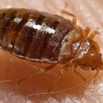 Can Bed Bugs Go In Your Private Parts