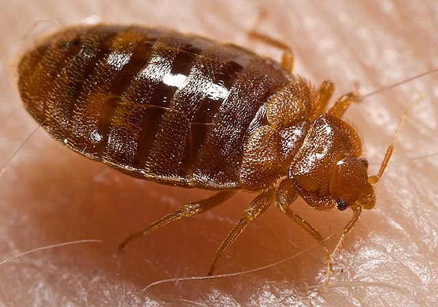 Can Bed Bugs Go In Your Private Parts