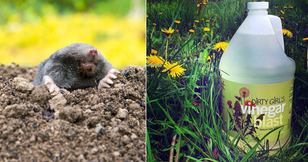 How to Get Rid of Ground Moles with Vinegar