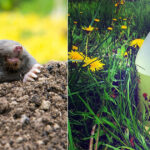 How to Get Rid of Ground Moles with Vinegar