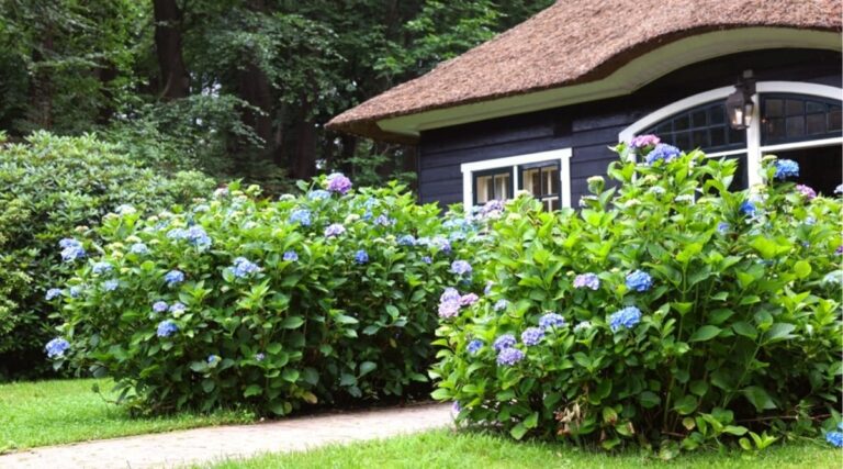 What Side Of The House Do You Plant Hydrangeas