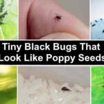 Tiny Black Bugs Look Like Poppy Seeds