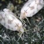 Bugs That Look Like Lint And Bite