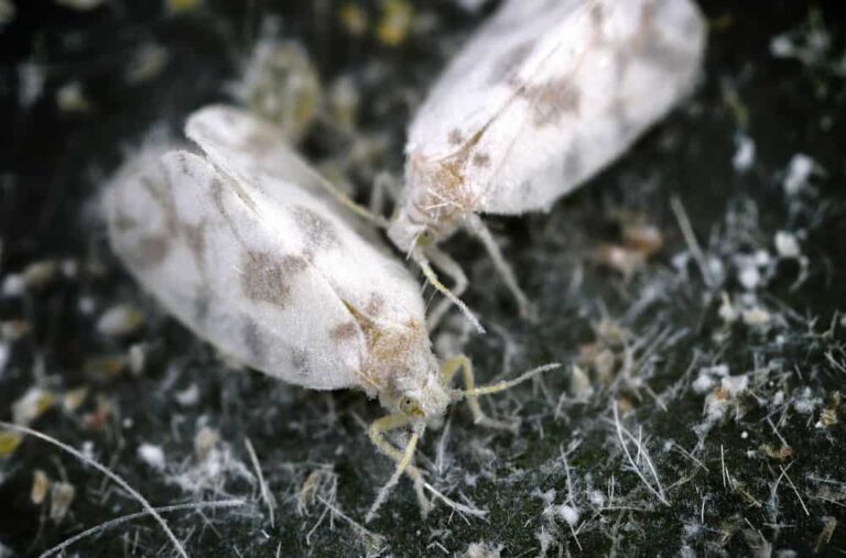 Bugs That Look Like Lint And Bite