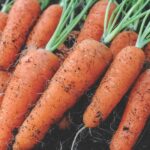 What Do Carrots Look Like When Growing