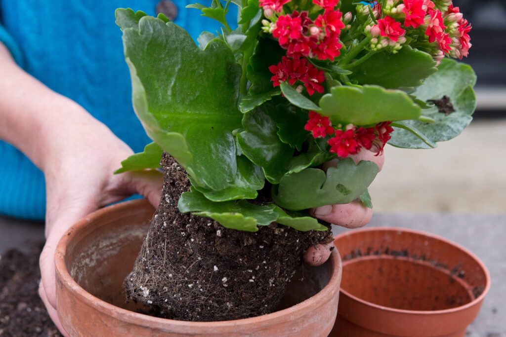 How To Get a Kalanchoe To Bloom