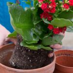 How To Get a Kalanchoe To Bloom