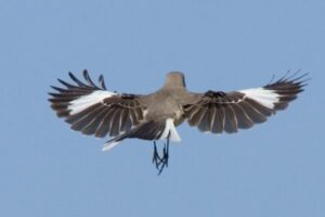 Grey Bird With White Stripe On Wings