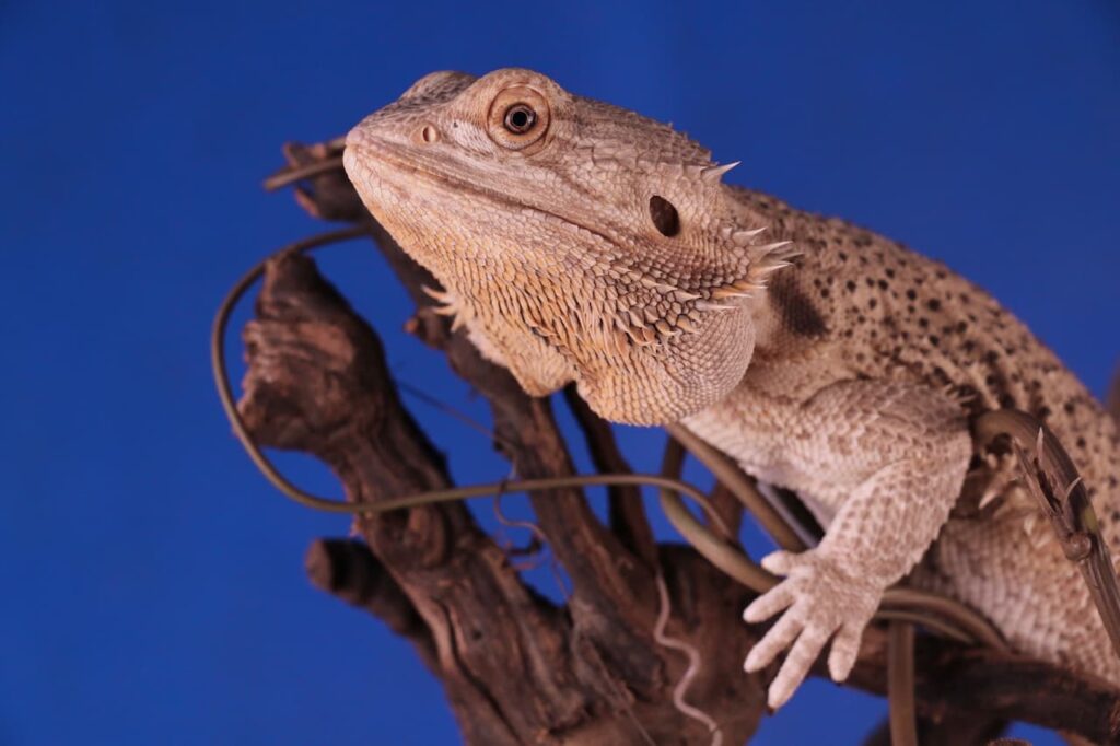 14 Foot Biggest Bearded Dragon In The World