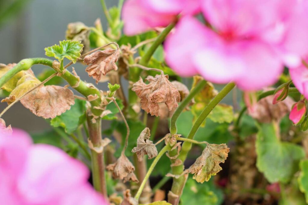 Why Are My Geranium Leaves Turning Brown