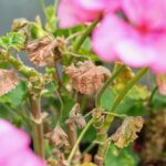 Why Are My Geranium Leaves Turning Brown