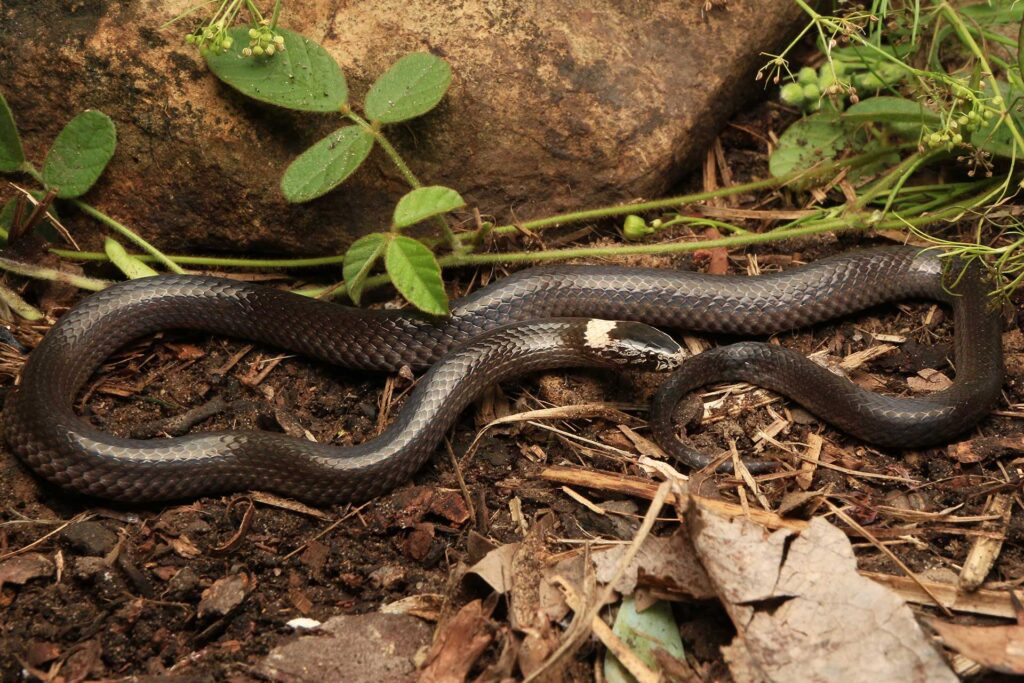 black snake with white stripe on head