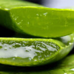 How To Cut Aloe Vera Plant Without Killing It