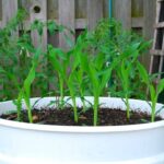 Can You Plant Corn In a Pot