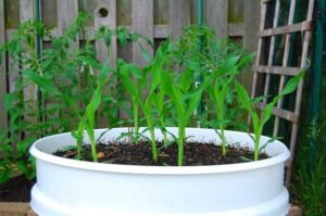 Can You Plant Corn In a Pot