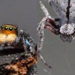 What Does It Mean When a Spider Lands On You