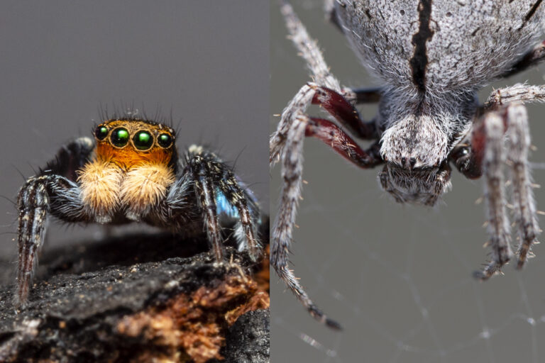 What Does It Mean When a Spider Lands On You
