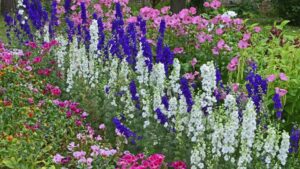 What Is July's Birth Month Flower?