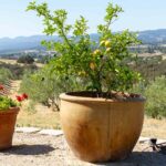 Can You Grow An Apple Tree In a Pot
