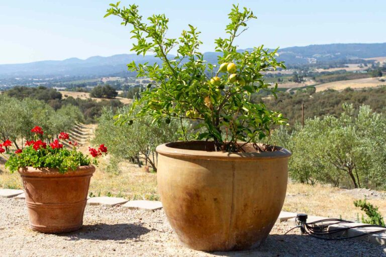 Can You Grow An Apple Tree In a Pot