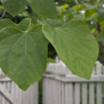 Identification Trees With Large Heart Shaped Leaves
