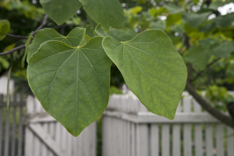Identification Trees With Large Heart Shaped Leaves