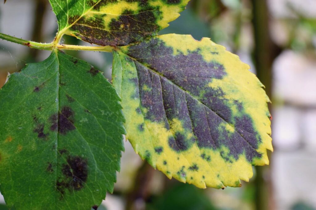 How To Fix Black Leaves On Plants