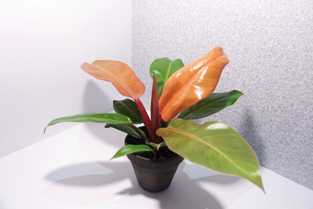 Philodendron Red Sun VS Prince Of Orange