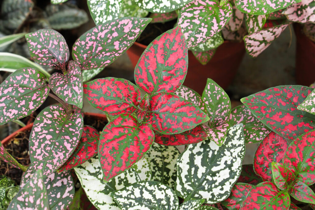 Plant With White Spots On Leaves Name