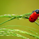 What Does It Mean When a Ladybug Has No Spots