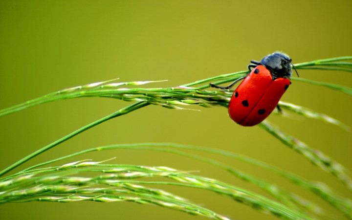 What Does It Mean When a Ladybug Has No Spots