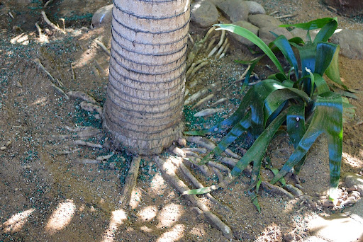 How Deep Are The Roots Of a Palm Tree
