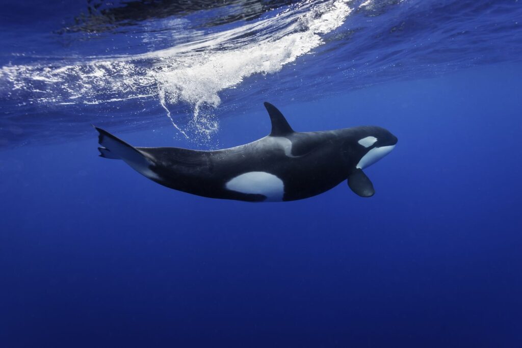 What are the types of Orcas fish? Where are they mostly found? How the attack on the Blue Whale?