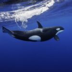 What are the types of Orcas fish? Where are they mostly found? How the attack on the Blue Whale?