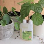 How To Use Neem Oil On Houseplants